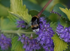 Bombus