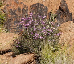 Cleome oxyphylla