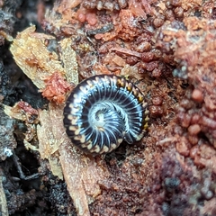 Spirobolellus antipodarus