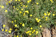Osteospermum microcarpum