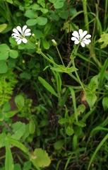 Stellaria chilensis