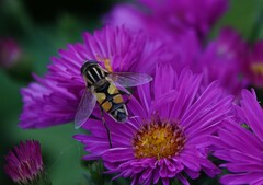 Helophilus trivittatus