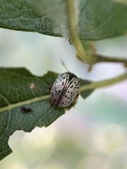 Calligrapha multipunctata