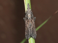Amycle tumacacoriae