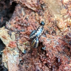 Spirobolellus antipodarus