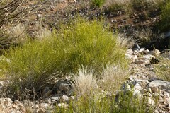 Monechma spartioides