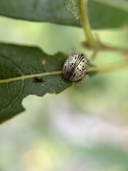 Calligrapha multipunctata