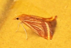 Microtheoris ophionalis