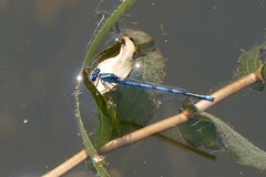 Erythromma lindenii