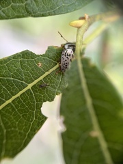 Calligrapha multipunctata
