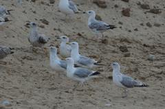 Larus argentatus