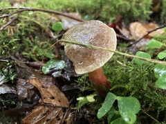 Xerocomellus mendocinensis