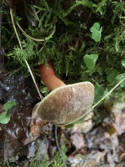 Xerocomellus mendocinensis