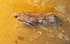 Sciota rubrisparsella