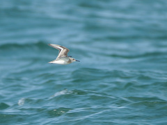 Calidris alba