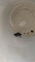 Nicrophorus tomentosus