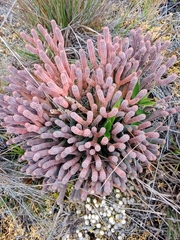 Lycopodiaceae