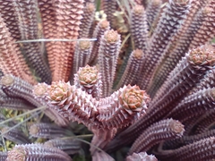 Lycopodiaceae