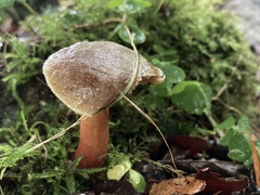 Xerocomellus mendocinensis