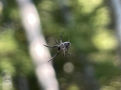 Eustala anastera