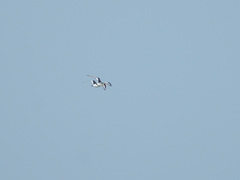 Haematopus ostralegus