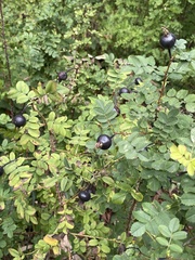 Rosa spinosissima