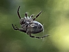Eustala anastera