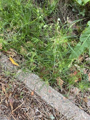 Spergula arvensis