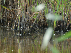 Rallus aquaticus