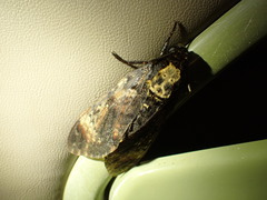 Acherontia atropos