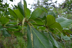 Terminalia catappa
