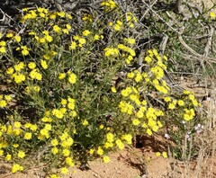 Osteospermum microcarpum
