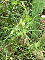 Spergula arvensis