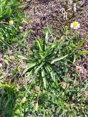 Plantago lanceolata
