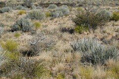 Euphorbia gregaria