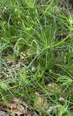 Spergula arvensis