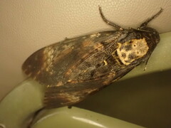 Acherontia atropos
