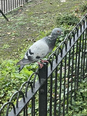 Columba livia domestica