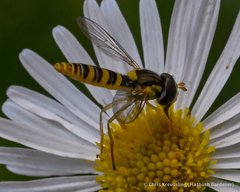 Sphaerophoria contigua