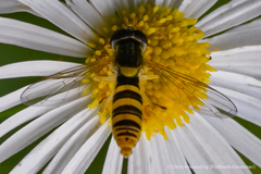 Sphaerophoria contigua