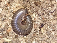 Cylindroiulus caeruleocinctus