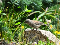Junco hyemalis caniceps