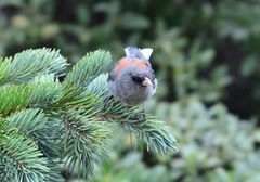 Junco hyemalis caniceps