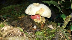 Rubroboletus satanas