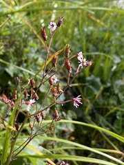 Micranthes odontoloma