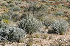 Euphorbia gregaria