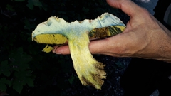 Rubroboletus satanas