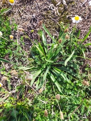 Matricaria