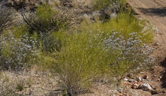 Monechma spartioides