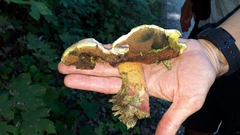 Rubroboletus satanas